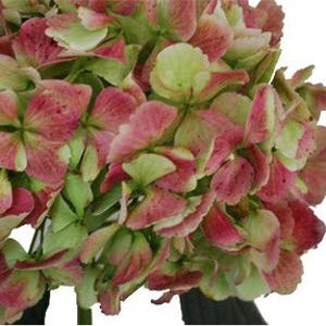 Stems In Bulk: Antique Green Red Hydrangea Extra Large