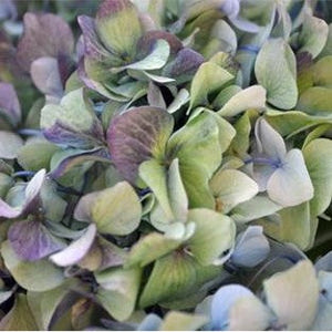 Stems In Bulk: Antique Hydrangea Blue And Green Vintage Flower