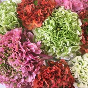 Stems In Bulk: Assorted Pon Pon Ranunculus