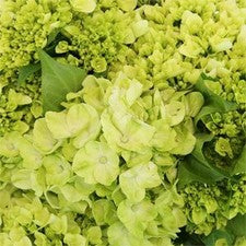 Stems In Bulk: Baby Hulk Green Hydrangea Flower