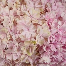 Stems In Bulk: Blush Double Hydrangea