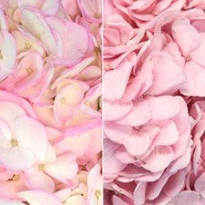 Stems In Bulk: Blush Enhanced Hydrangea