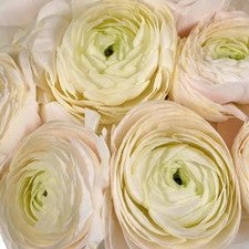 Stems In Bulk: Blush Italian Cloony Ranunculus