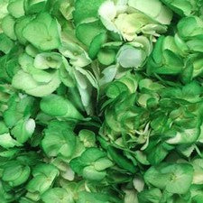 Stems In Bulk: Bright Green Airbrushed Hydrangea