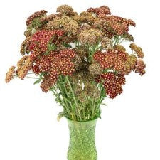 Stems In Bulk: Burgundy Taupe Cottage Yarrow Flowers