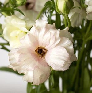 Stems In Bulk: Butterfly Ranunculus Flower Blush