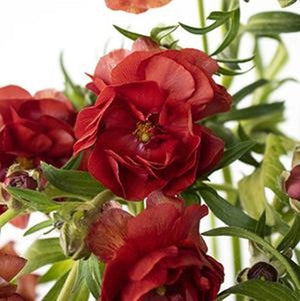 Stems In Bulk: Butterfly Ranunculus Flower Brick Red