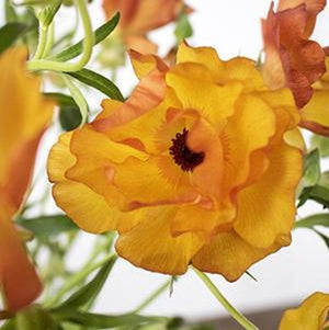 Stems In Bulk: Butterfly Ranunculus Flower Orange