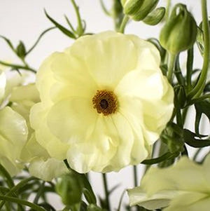 Stems In Bulk: Butterfly Ranunculus Flower Pale Yellow