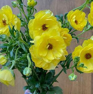 Stems In Bulk: Butterfly Ranunculus Flower Yellow