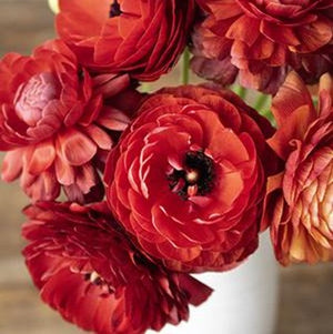 Stems In Bulk: Chocolate Ranunculus Fresh Cut Flower