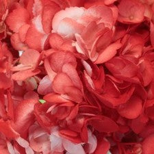 Stems In Bulk: Coral Orange Airbrushed Hydrangea