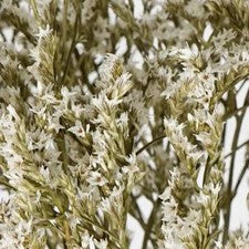 Stems In Bulk: Dried German Statice