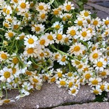 Stems In Bulk: Feverfew Daisy Wholesale Cut Flower