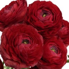 Stems In Bulk: Fire Red Italian Cloony Ranunculus