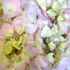 Stems In Bulk: Giant Garden Pink Hydrangea Flower