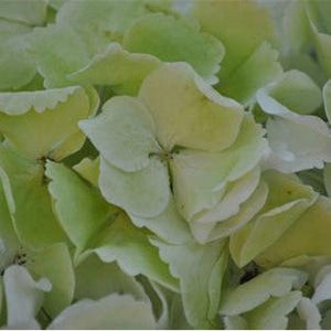 Stems In Bulk: Giant Pale Green Hydrangea Flower