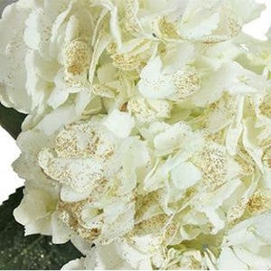 Stems In Bulk: Gold Flecked White Hydrangea