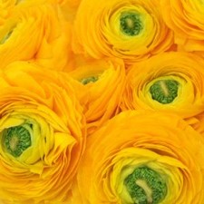 Stems In Bulk: Golden Rod Italian Cloony Ranunculus