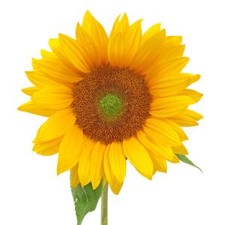 Stems In Bulk: Green Center Sunflowers