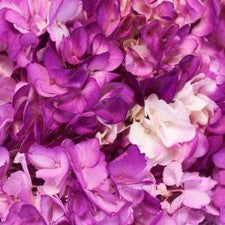 Stems In Bulk: Hydrangea Berry Airbrushed Flower