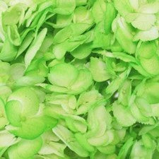 Stems In Bulk: Hydrangea Light Green Airbrushed