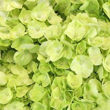 Stems In Bulk: Hydrangea Lime Green Flower