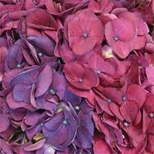 Stems In Bulk: Hydrangea PurpleBerry Flower