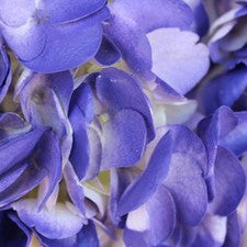 Stems In Bulk: Indigo Nights Airbrushed Hydrangea