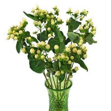 Stems In Bulk: Ivory Designer Hypericum Berries