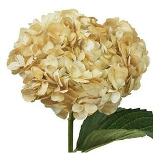 Stems In Bulk: Khaki Airbrushed Hydrangea Flower