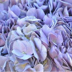 Stems In Bulk: Lavender Blue Hydrangea Flower Colombian