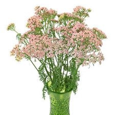 Stems In Bulk: Light Pink Cottage Yarrow Flowers