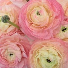 Stems In Bulk: Light Pink Italian Cloony Ranunculus