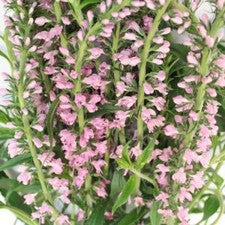 Stems In Bulk: Light Pink Lysimachia Veronica