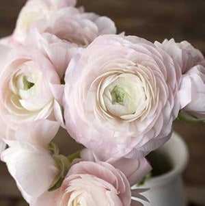 Stems In Bulk: Light Pink Ranunculus Fresh Cut Flower