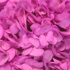 Stems In Bulk: Magenta Enhanced Hydrangea