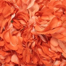 Stems In Bulk: Orange Airbrushed Hydrangea