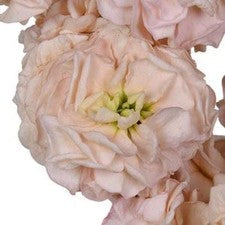 Stems In Bulk: Peach Spray Stock Flowers