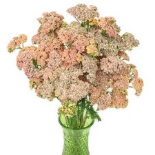 Stems In Bulk: Peachy Pink Cottage Yarrow Flowers