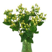 Stems In Bulk: Pear Green Hypericum Berries