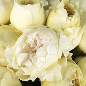 Stems In Bulk: Peony Rose Cream Yves Piaget