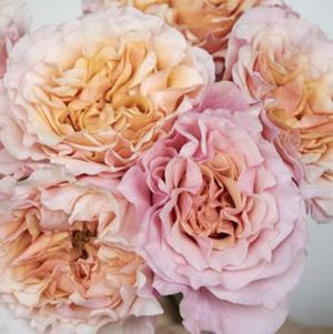 Stems In Bulk: Peony Rose Peach Ruffles