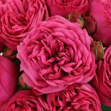 Stems In Bulk: Peony Rose Pink Piano