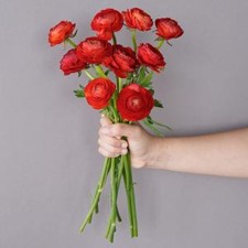 Stems In Bulk: Red Ranunculus Fresh Cut Flower