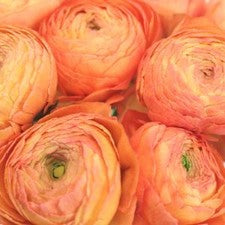 Stems In Bulk: Salmon Ranunculus Fresh Cut Flower