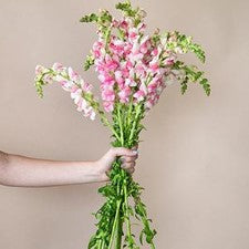 Stems In Bulk: Snapdragon Bicolor Light Pink And White