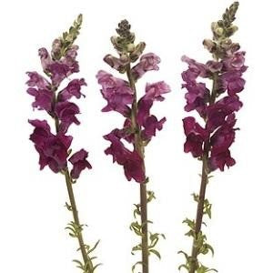 Stems In Bulk: Snapdragon Burgundy Flower