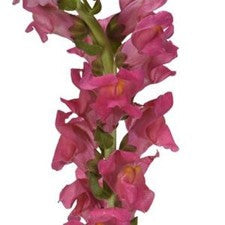 Stems In Bulk: Snapdragon Hot Pink Flower