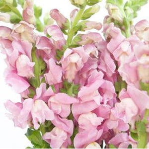 Stems In Bulk: Snapdragon Mauve Flower